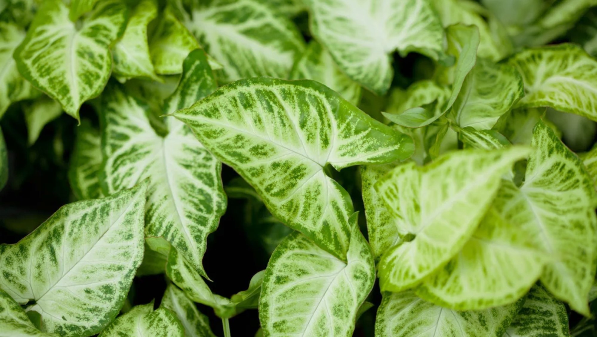 Syngonium Arrow 2000x1125